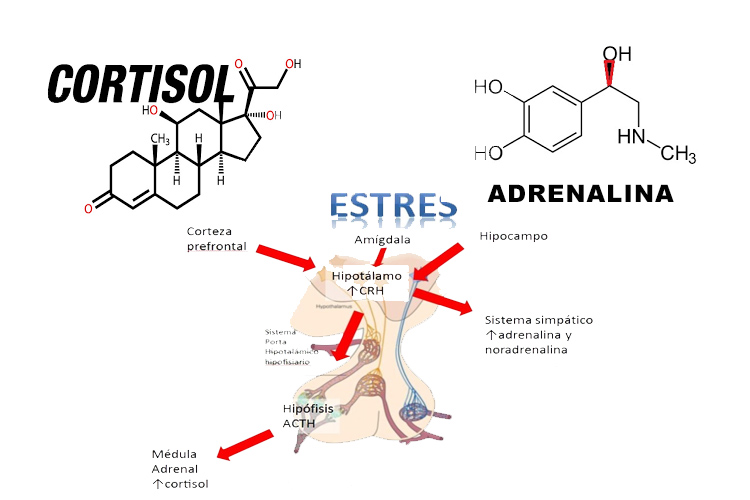 Mecanismo del estrés